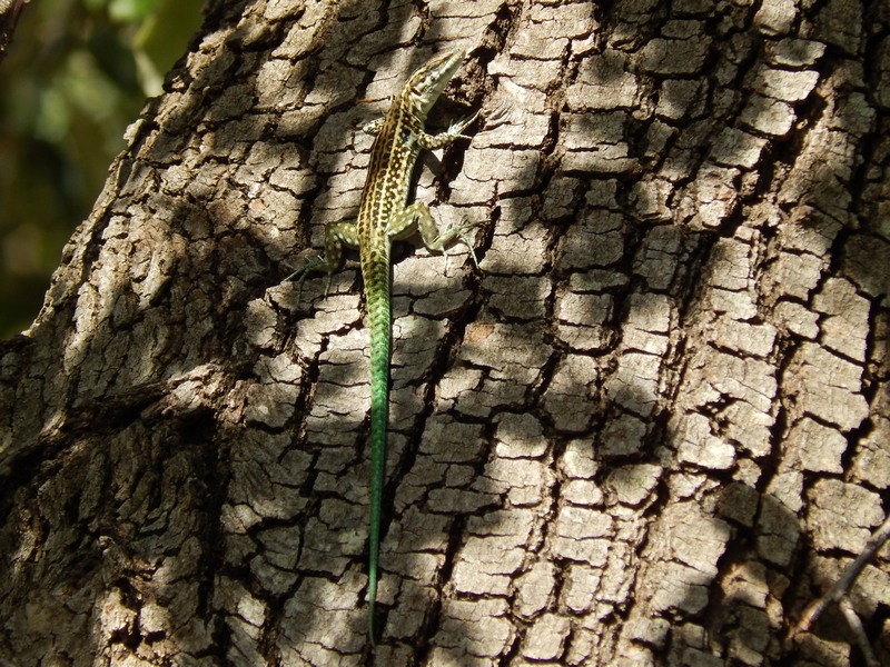 Podarcis tiliguerta